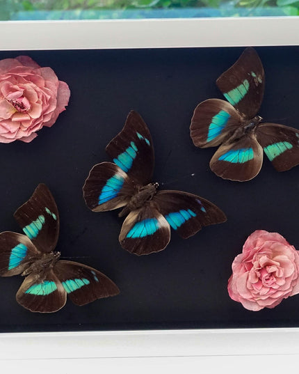 Dried flower butterfly arrangement: pink roses, one-spotted prepona, framed art (8x10)