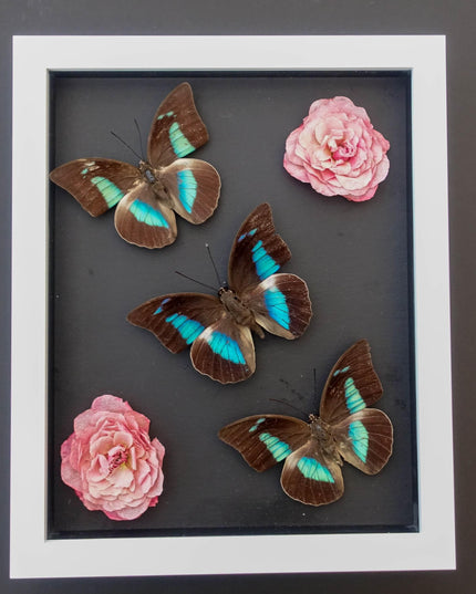 Dried flower butterfly arrangement: pink roses, one-spotted prepona, framed art (8x10)