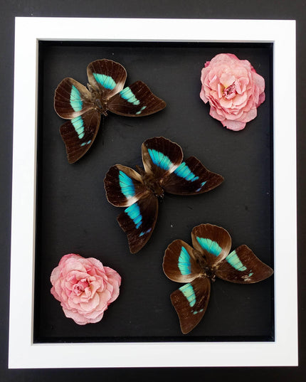 Dried flower butterfly arrangement: pink roses, one-spotted prepona, framed art (8x10)