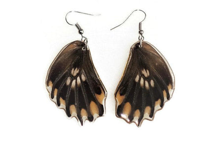 Losaria coon - tail has been removed. real mexican butterfly wings earrings