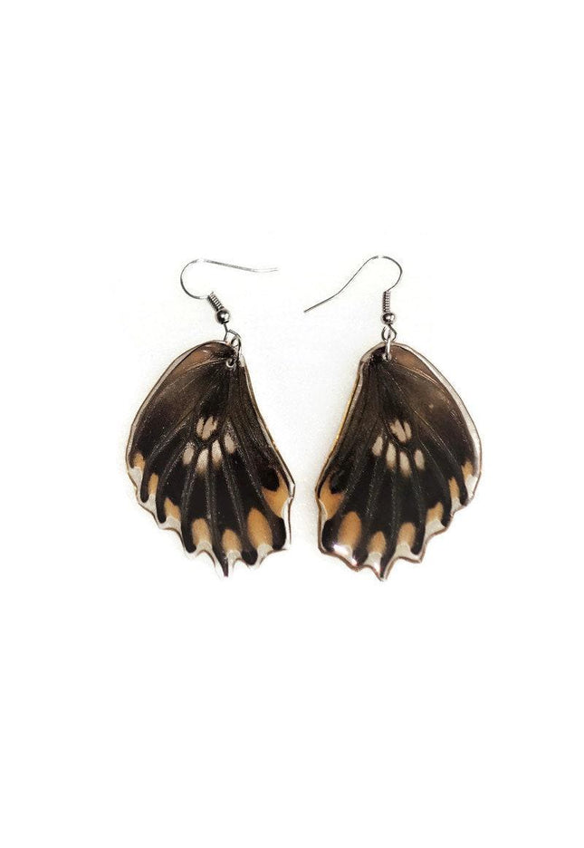 Losaria coon - tail has been removed. real mexican butterfly wings earrings