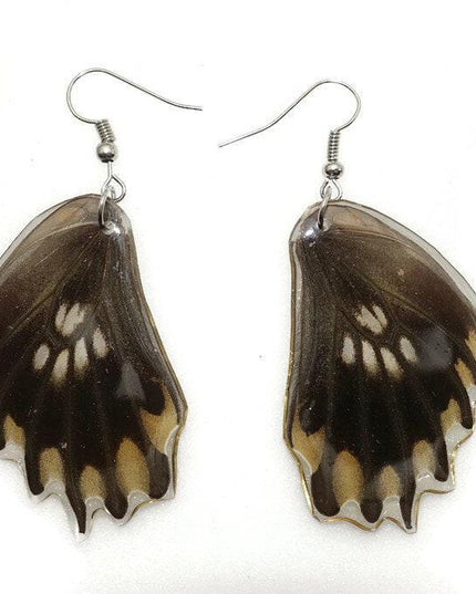 Losaria coon - tail has been removed. real mexican butterfly wings earrings