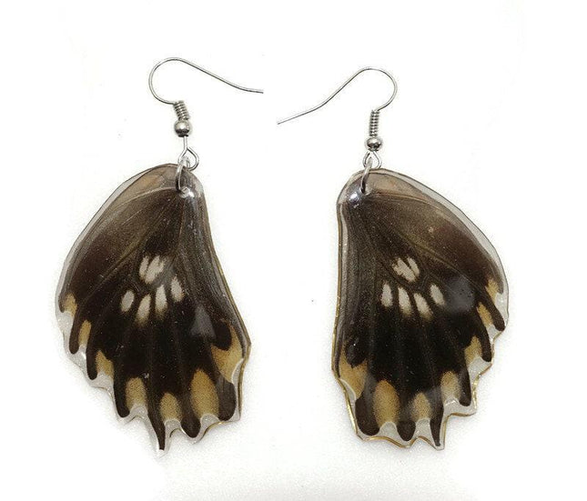 Losaria coon - tail has been removed. real mexican butterfly wings earrings