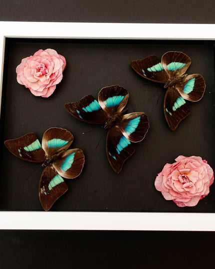 Dried flower butterfly arrangement: pink roses, one-spotted prepona, framed art (8x10)