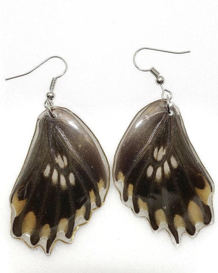 Losaria coon - tail has been removed. real mexican butterfly wings earrings