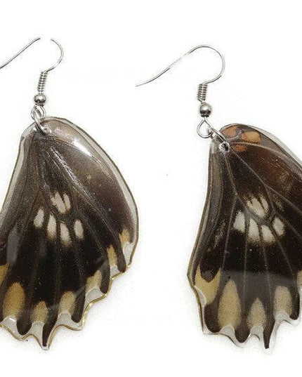 Losaria coon - tail has been removed. real mexican butterfly wings earrings