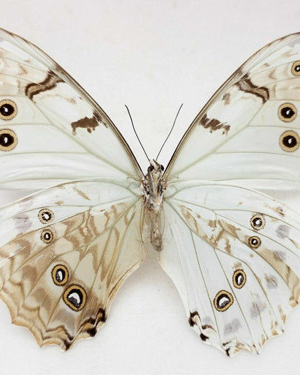 Gynandromorph Morpho Luna Butterfly | Bilateral Male/Female Specimen