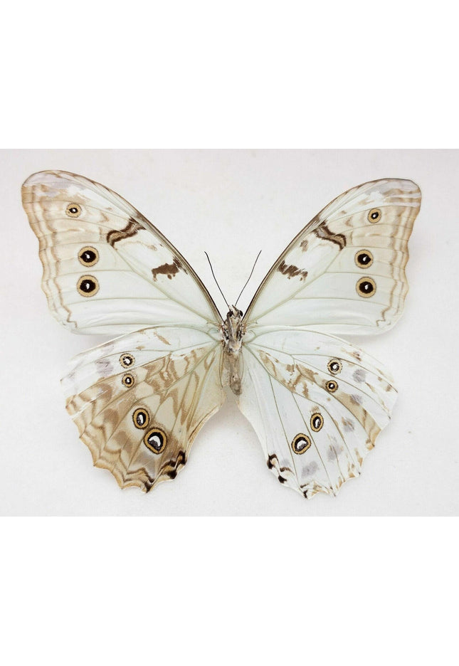 Gynandromorph Morpho Luna Butterfly | Bilateral Male/Female Specimen