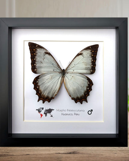 Framed morpho butterfly display: ethically sourced entomology wall decor