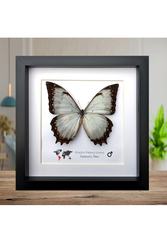 Framed morpho butterfly display: ethically sourced entomology wall decor
