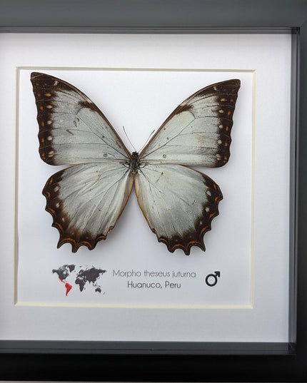 Framed morpho butterfly display: ethically sourced entomology wall decor