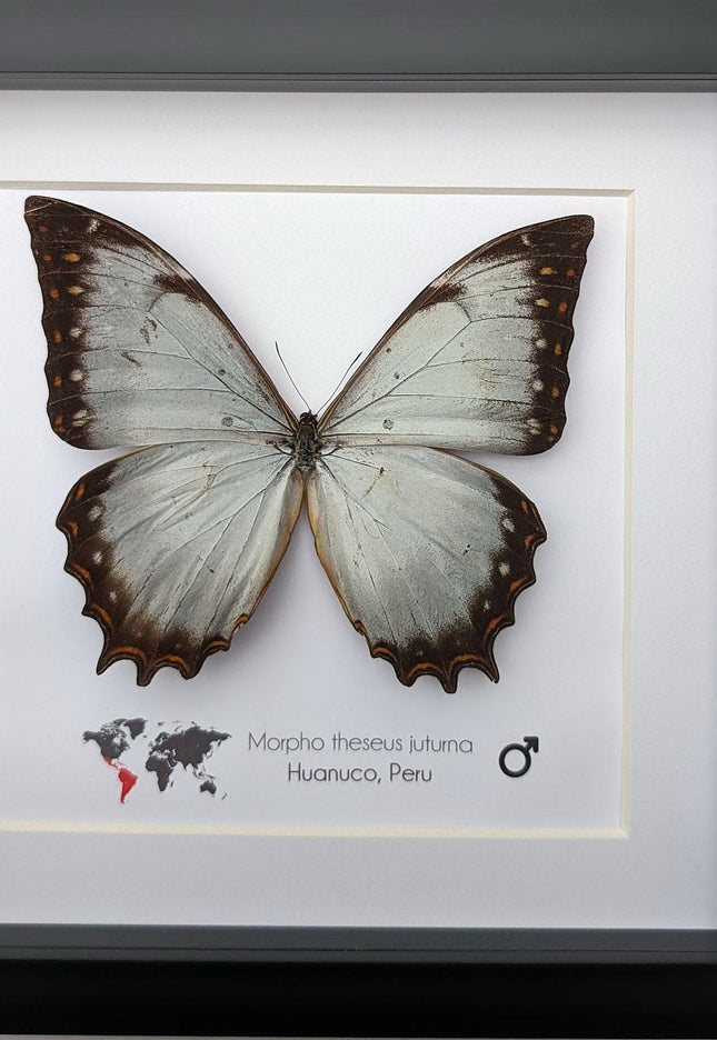Framed morpho butterfly display: ethically sourced entomology wall decor