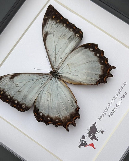 Framed morpho butterfly display: ethically sourced entomology wall decor