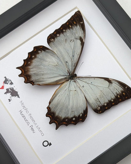 Framed morpho butterfly display: ethically sourced entomology wall decor
