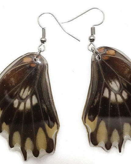 Losaria coon - tail has been removed. real mexican butterfly wings earrings