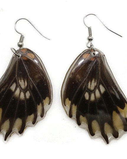 Losaria coon - tail has been removed. real mexican butterfly wings earrings
