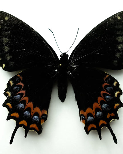 Rare Melanic Papilio Garamas Butterfly | Oaxaca, Mexico (Bit Repaired)