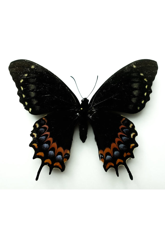 Rare Melanic Papilio Garamas Butterfly | Oaxaca, Mexico (Bit Repaired)