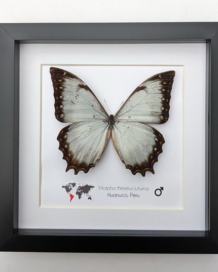 Framed morpho butterfly display: ethically sourced entomology wall decor