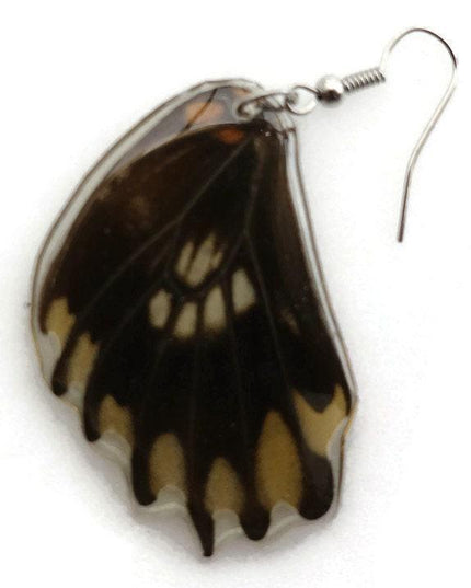 Losaria coon - tail has been removed. real mexican butterfly wings earrings