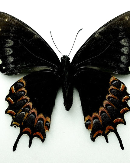Rare Melanic Papilio Garamas Butterfly | Oaxaca, Mexico (Bit Repaired)