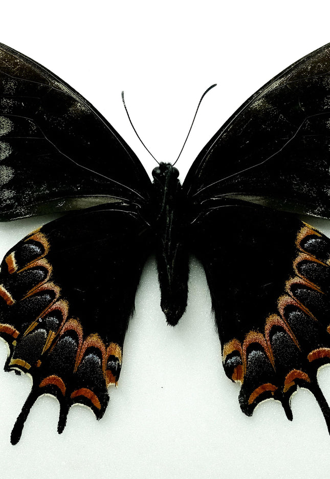 Rare Melanic Papilio Garamas Butterfly | Oaxaca, Mexico (Bit Repaired)