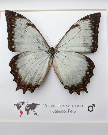 Framed morpho butterfly display: ethically sourced entomology wall decor