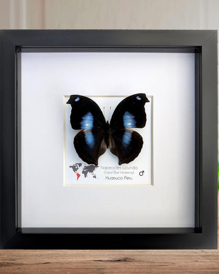 Framed Great Blue Hookwing Butterfly, Taxidermy Wall Art (6x6)