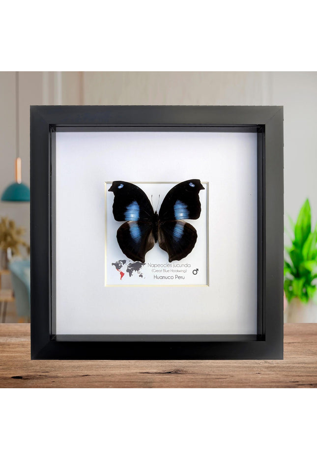 Framed Great Blue Hookwing Butterfly, Taxidermy Wall Art (6x6)