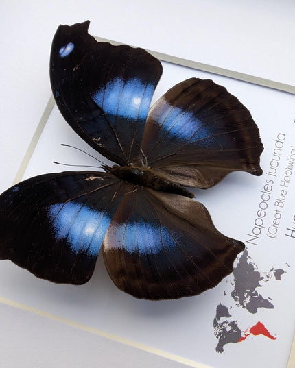 Framed Great Blue Hookwing Butterfly, Taxidermy Wall Art (6x6)