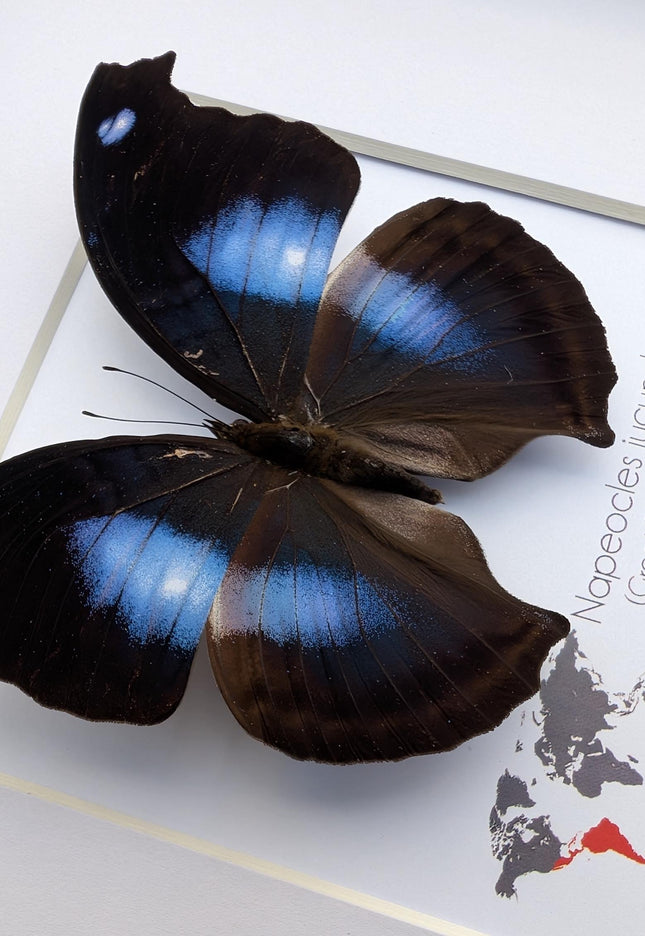Framed Great Blue Hookwing Butterfly, Taxidermy Wall Art (6x6)