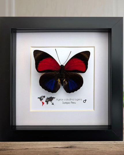 Framed red agrias claudina butterfly - peru - 6x6