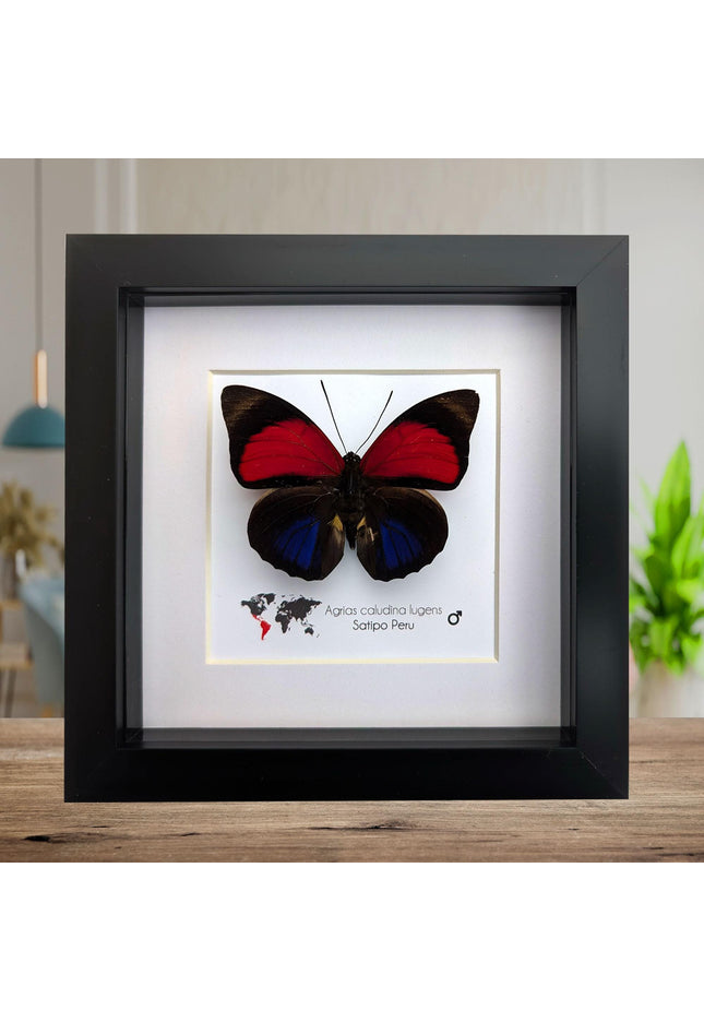 Framed red agrias claudina butterfly - peru - 6x6