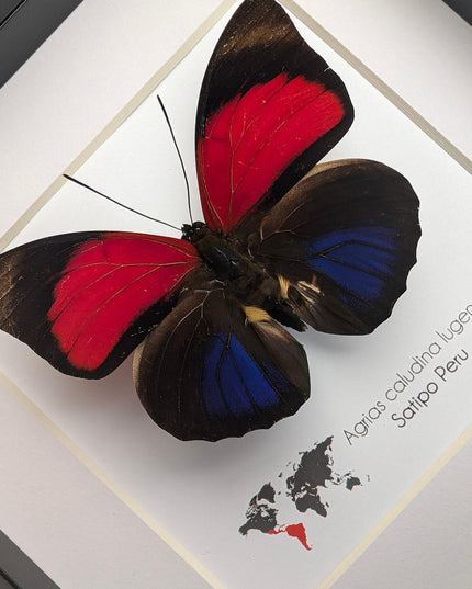 Framed red agrias claudina butterfly - peru - 6x6