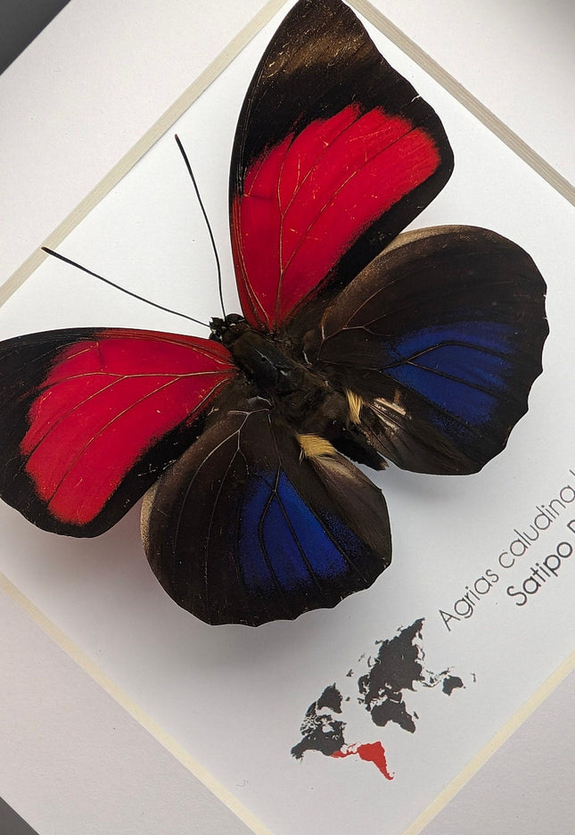Framed red agrias claudina butterfly - peru - 6x6