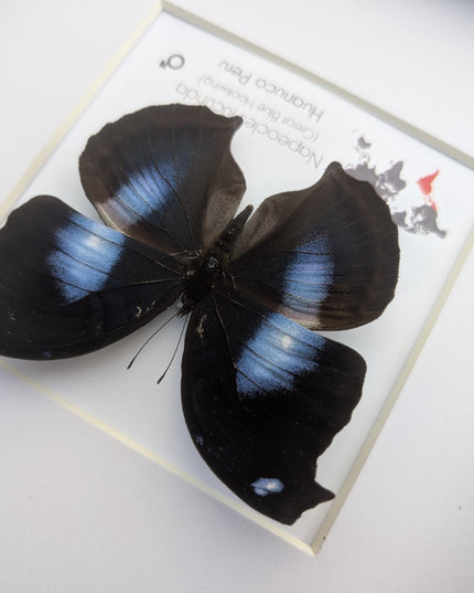 Framed Great Blue Hookwing Butterfly, Taxidermy Wall Art (6x6)