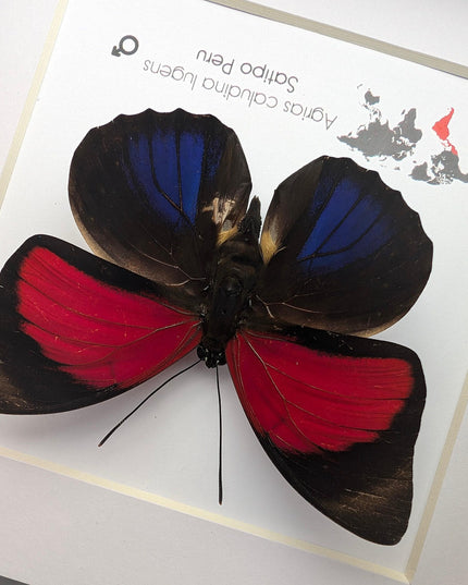 Framed red agrias claudina butterfly - peru - 6x6