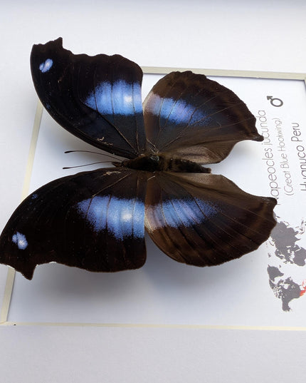 Framed Great Blue Hookwing Butterfly, Taxidermy Wall Art (6x6)