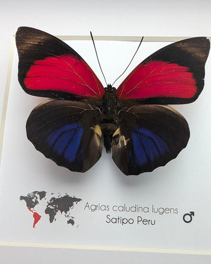 Framed red agrias claudina butterfly - peru - 6x6
