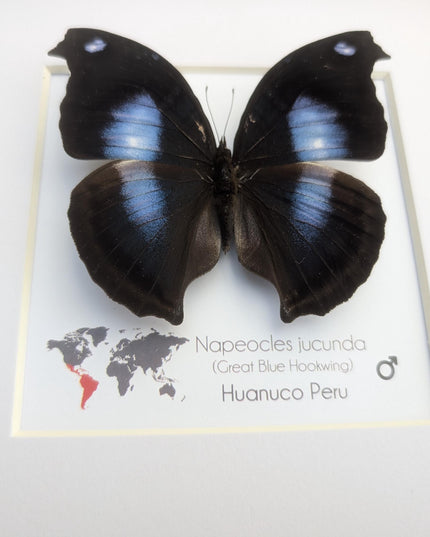 Framed Great Blue Hookwing Butterfly, Taxidermy Wall Art (6x6)