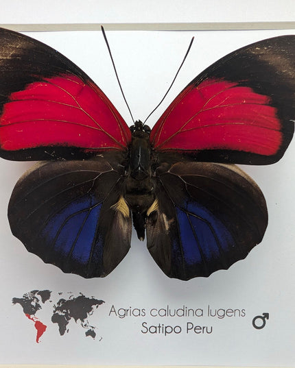 Framed red agrias claudina butterfly - peru - 6x6
