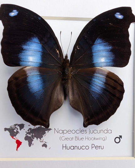 Framed Great Blue Hookwing Butterfly, Taxidermy Wall Art (6x6)