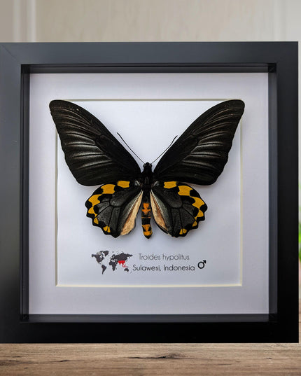 Framed Troides hypolitus Butterfly Display, Rippon's Birdwing, Ethically Sourced Entomology Gift