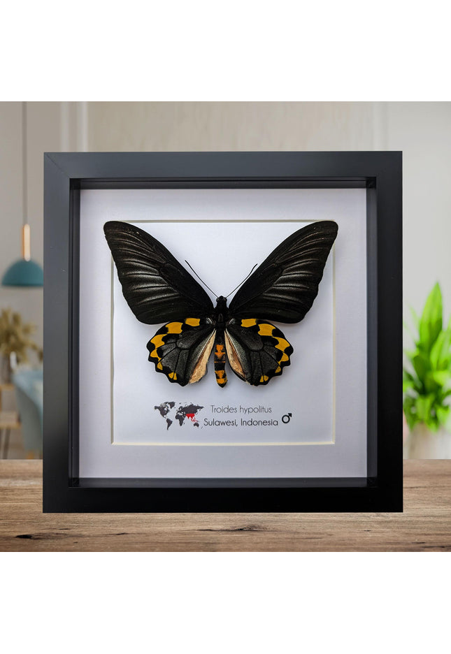 Framed Troides hypolitus Butterfly Display, Rippon's Birdwing, Ethically Sourced Entomology Gift