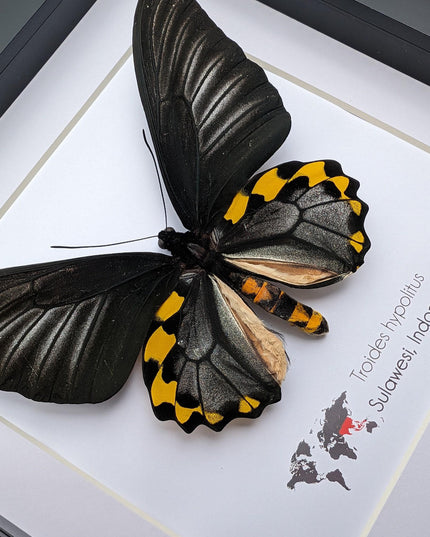 Framed Troides hypolitus Butterfly Display, Rippon's Birdwing, Ethically Sourced Entomology Gift