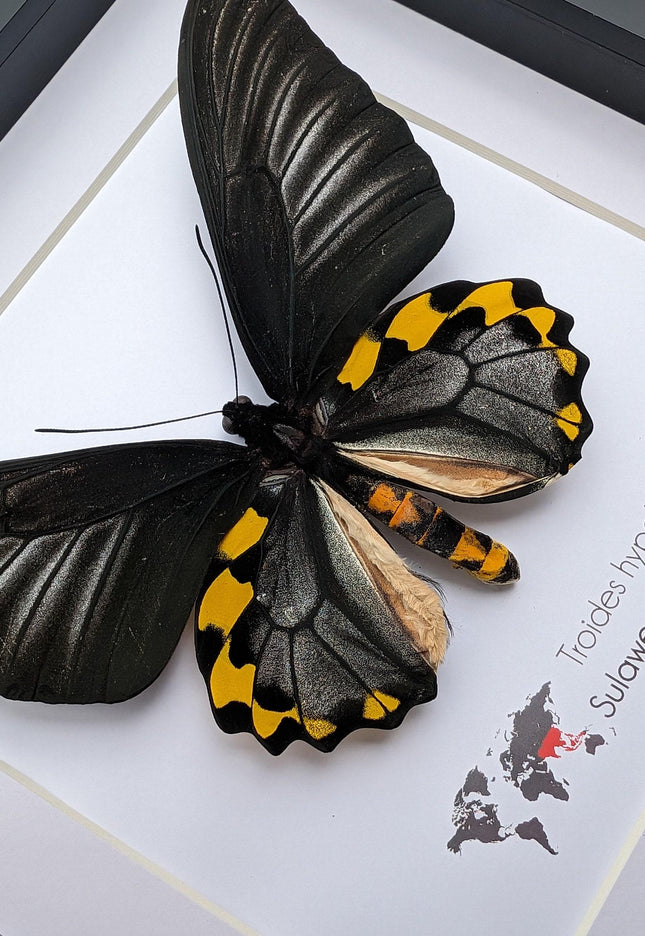 Framed Troides hypolitus Butterfly Display, Rippon's Birdwing, Ethically Sourced Entomology Gift
