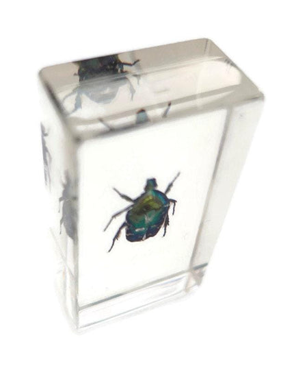 Beetle in resin block: protaetia dicranobia potatini