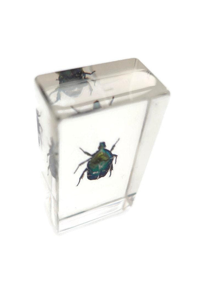 Beetle in resin block: protaetia dicranobia potatini