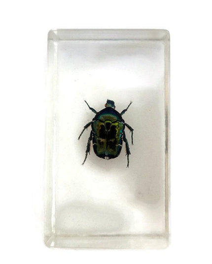 Beetle in resin block: protaetia dicranobia potatini