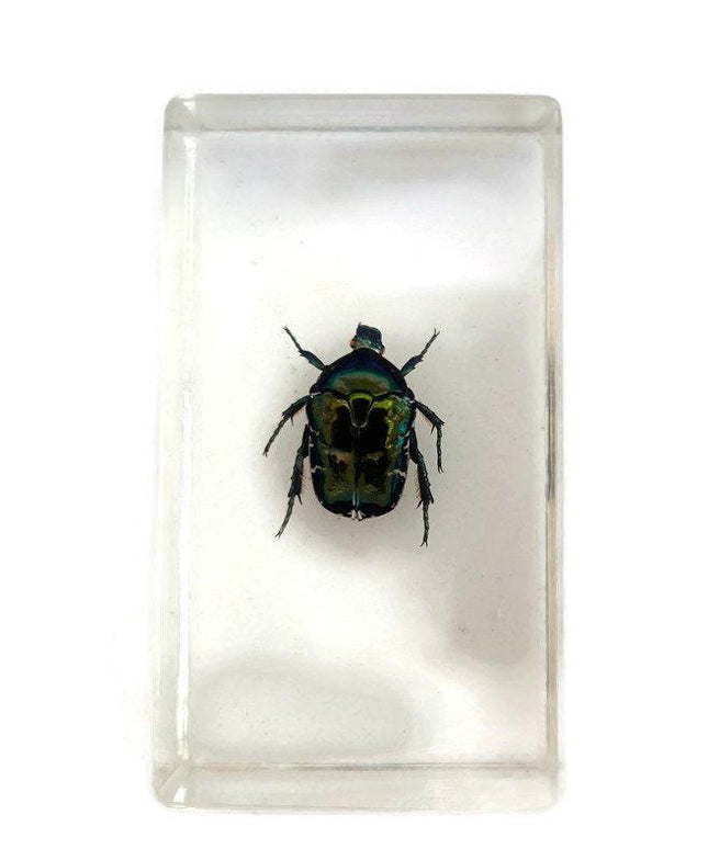 Beetle in resin block: protaetia dicranobia potatini